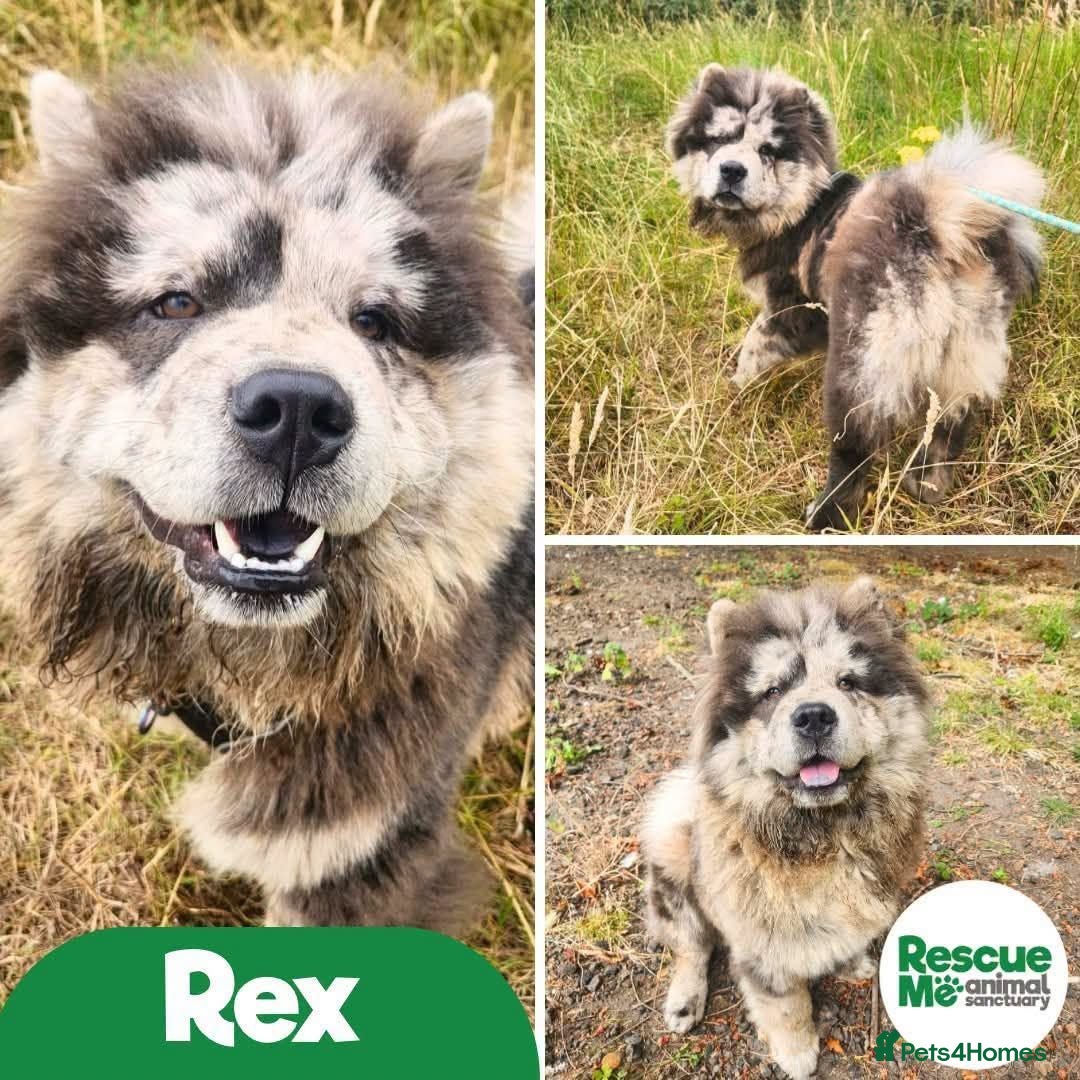 Chow Chow dogs Rex - needs EXPERIENCED home - Advert 2