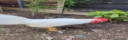 Chickens poultry for sale: 2 White Leghorn Cockerels For Sale - Advert 3