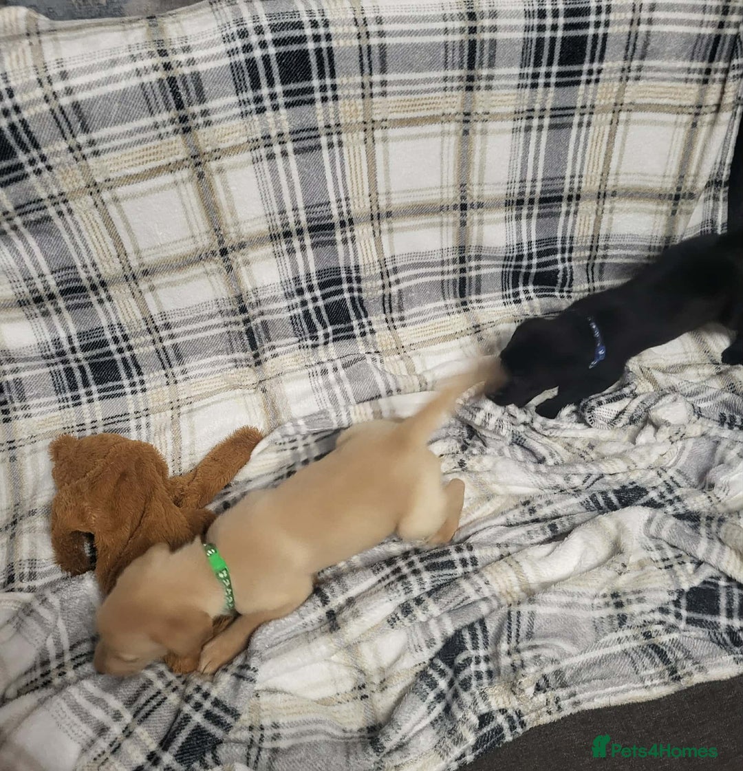 Labrador Retriever dogs for sale: KC registered labrador puppies - Advert 29