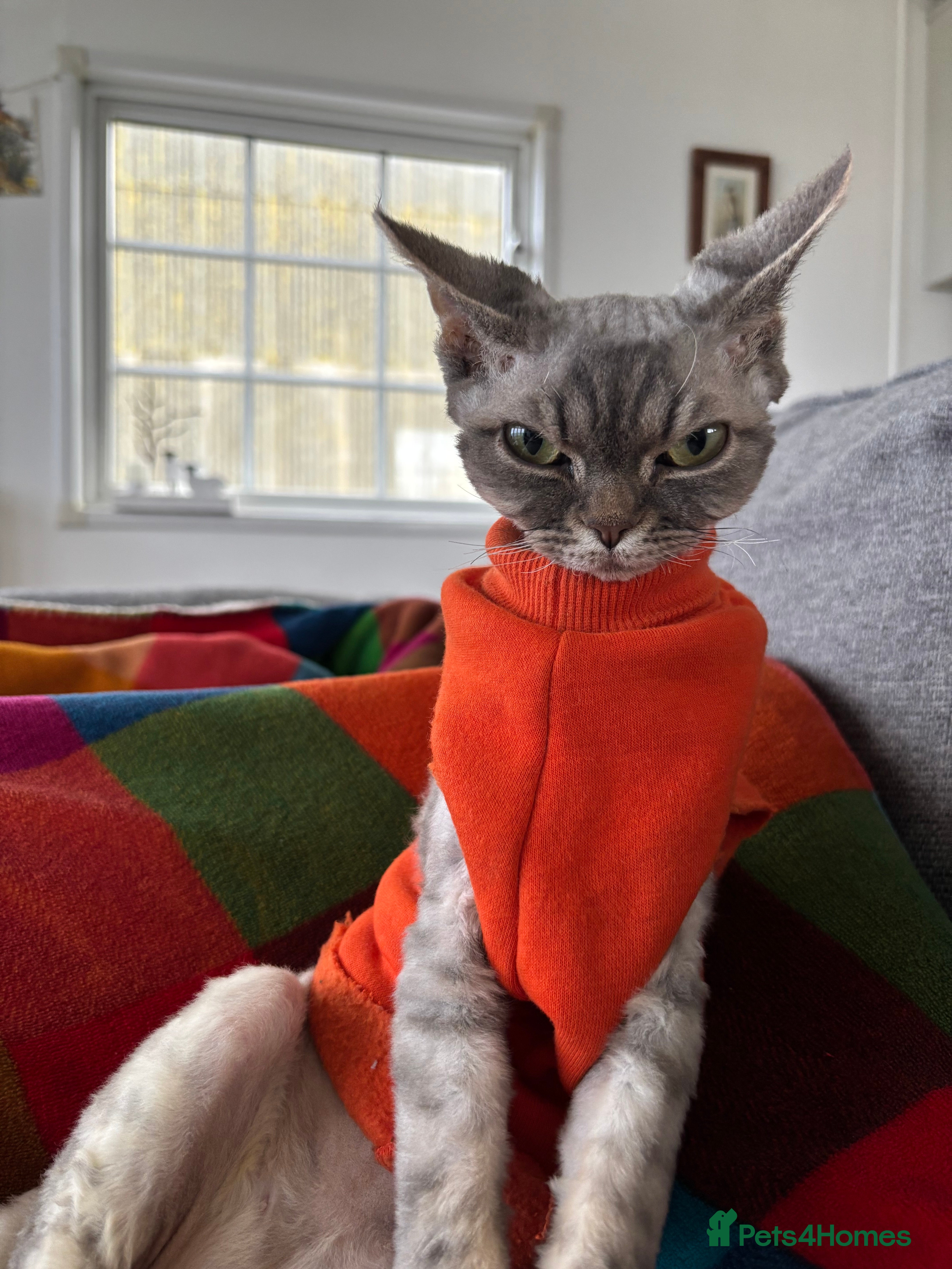 Devon Rex cats Devon Rex potentially looking for a loving home. - Advert 2
