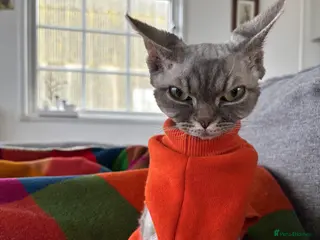 Devon Rex cats Devon Rex potentially looking for a loving home. - Advert 2