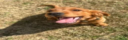 Mixed Breed dogs for sale: Ready now  ☘️ Golden Irish puppies available  ☘️ - Advert 9