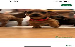 Miniature Dachshund dogs for sale: Miniature Dachshund - Image 6