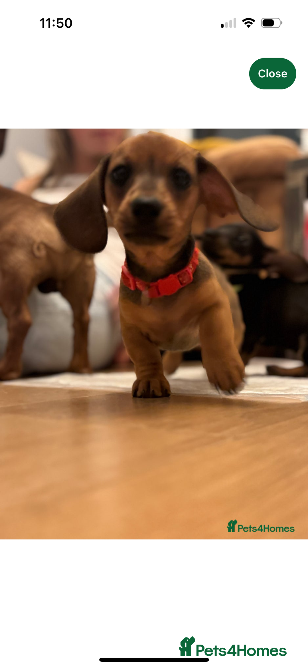 Miniature Dachshund dogs for sale: Miniature Dachshund - Image 6
