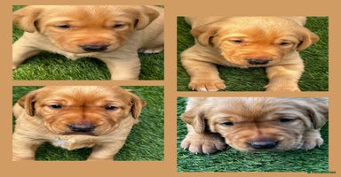 Labrador Retriever dogs - Advert 3