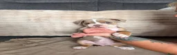 Olde English Bulldogge dogs for sale: Olde English bulldog puppies  - Advert 7