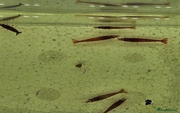 Shrimps fish for sale: cherry shrimp high grades - Image 2