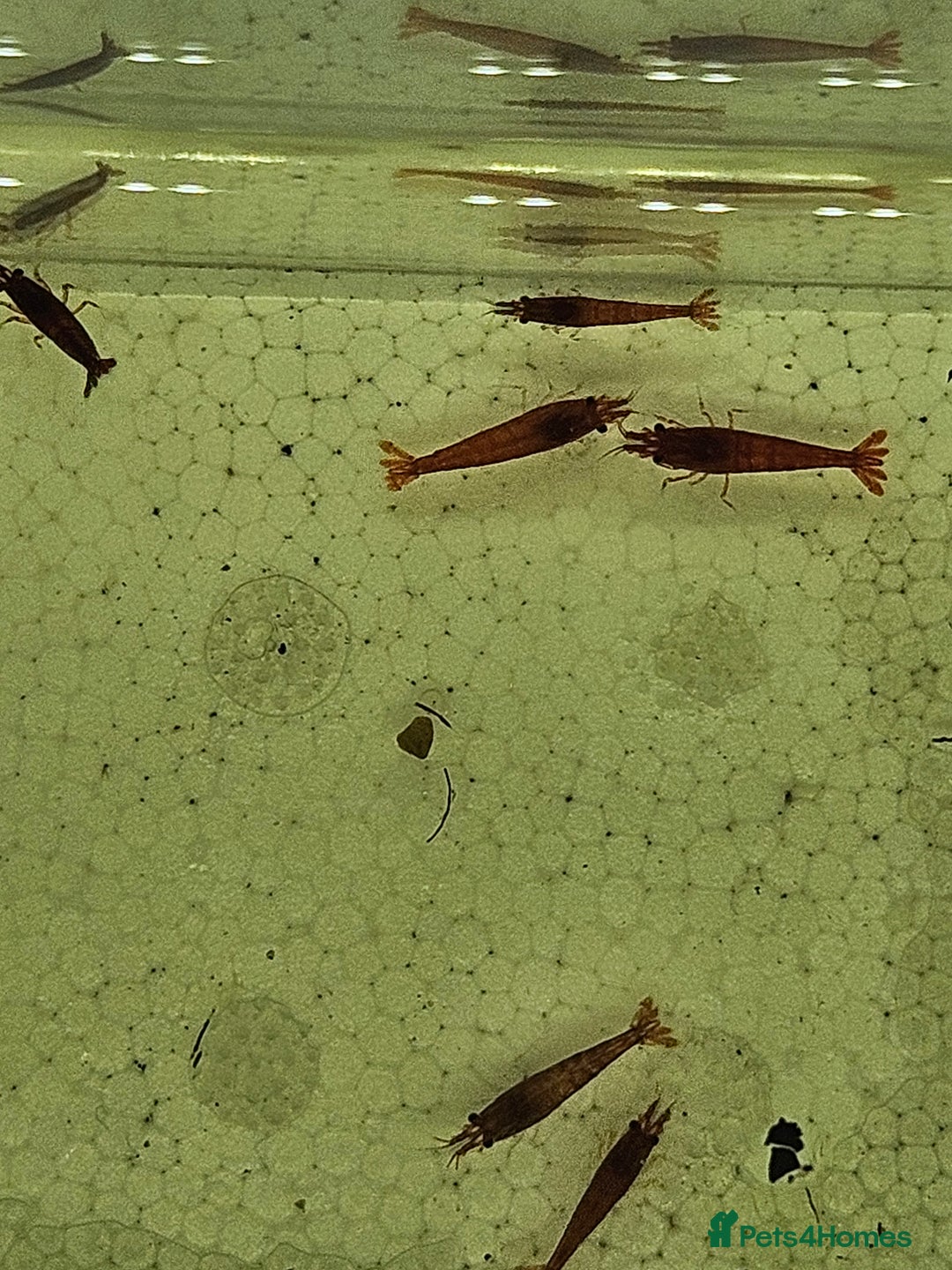 Shrimps fish for sale: cherry shrimp high grades - Image 2