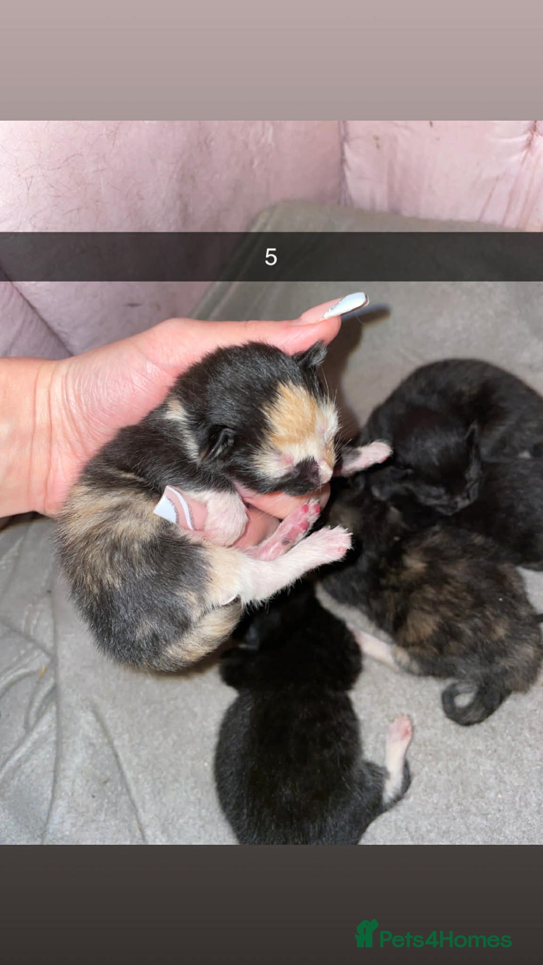 Mixed Breed cats for sale: Beautiful kittens looking for their forever home - Advert 5