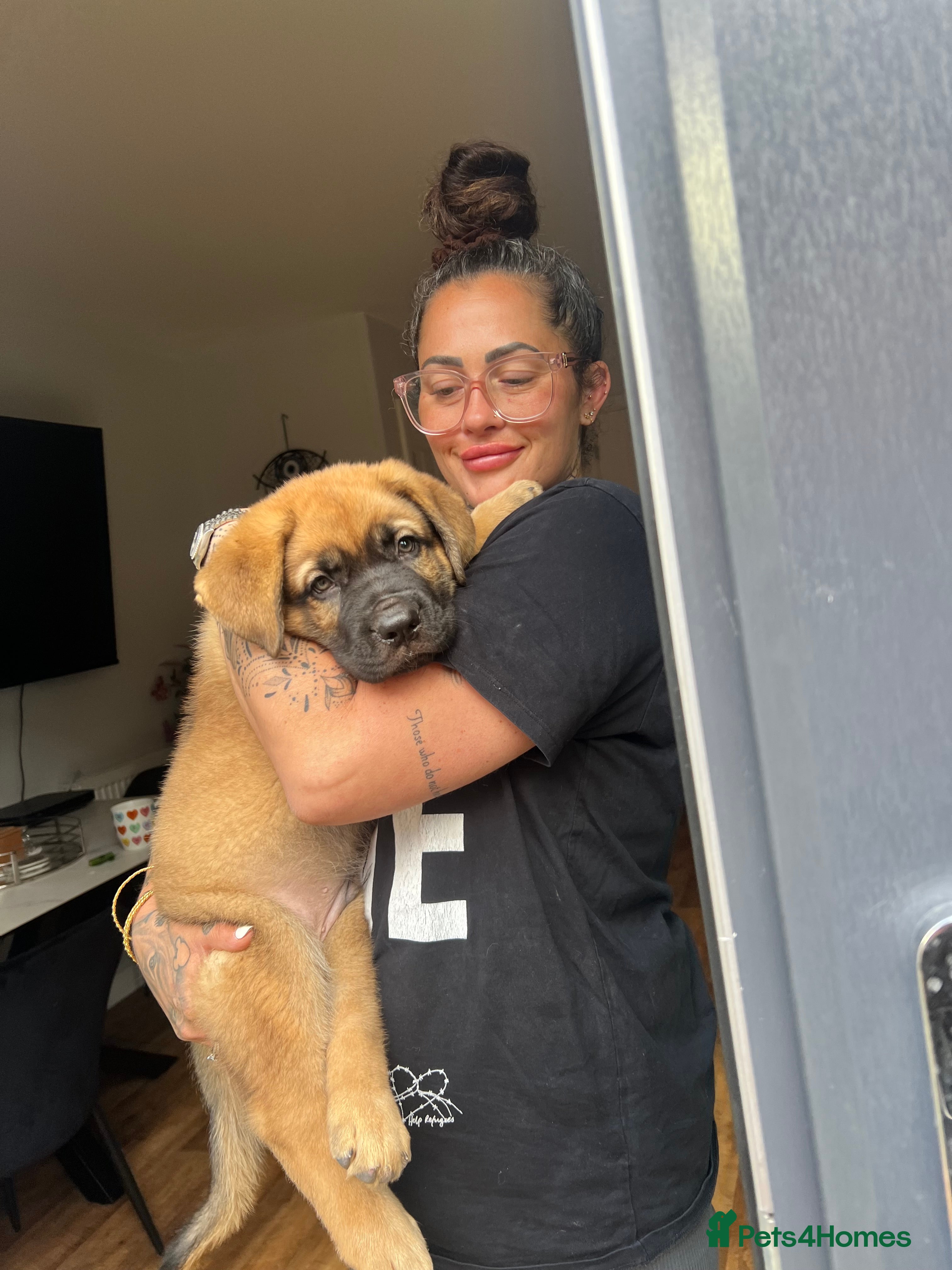 Mixed Breed dogs Douge De Bordeaux X German Shepard's - Advert 2