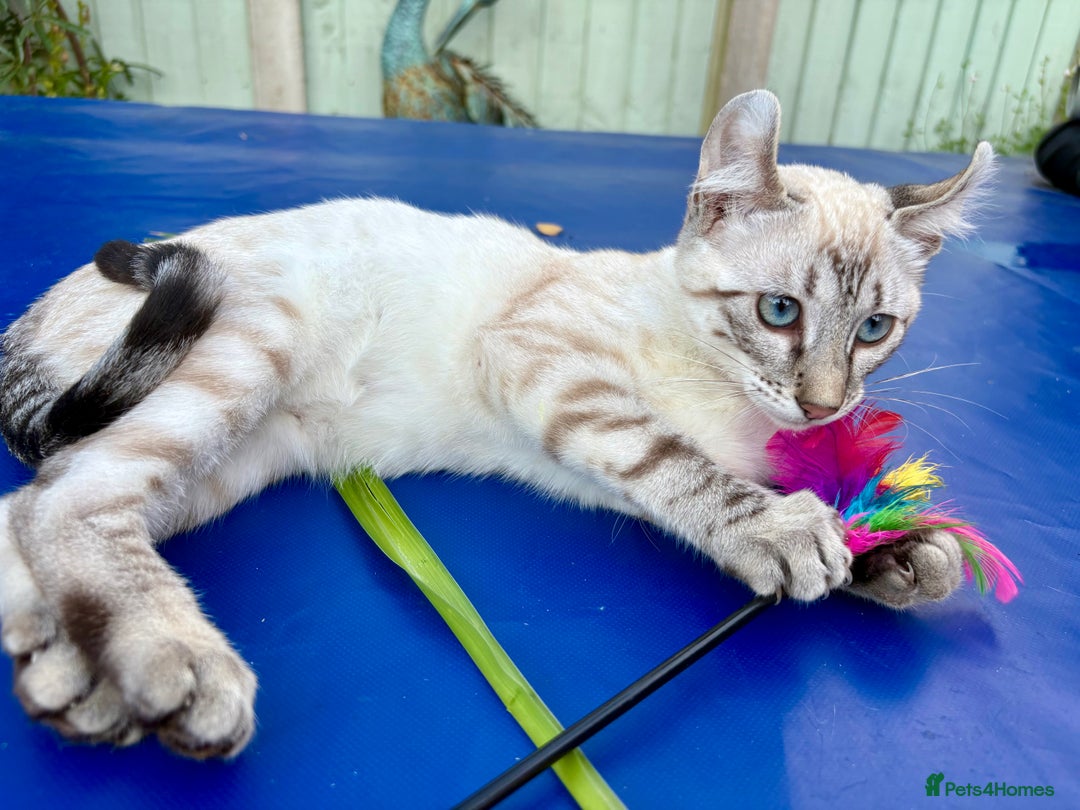 Keetso cats for sale: Wild looking polydactyl curled eared snow leopard  - Image 37