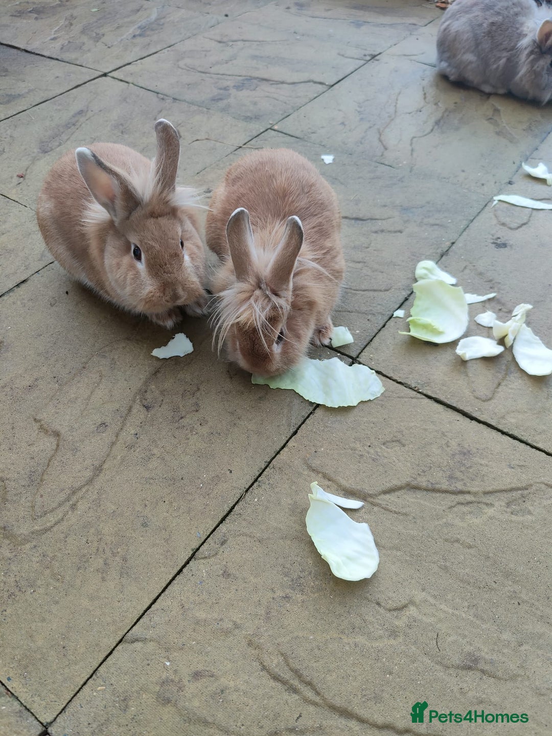 Lionhead rabbits for sale: Male rabbit – free to a good home - Advert 5