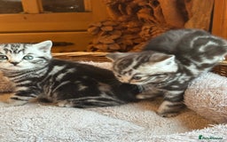 British Shorthair cats for sale: Silver Tabby also Brown Spotted Kittens - Image 9