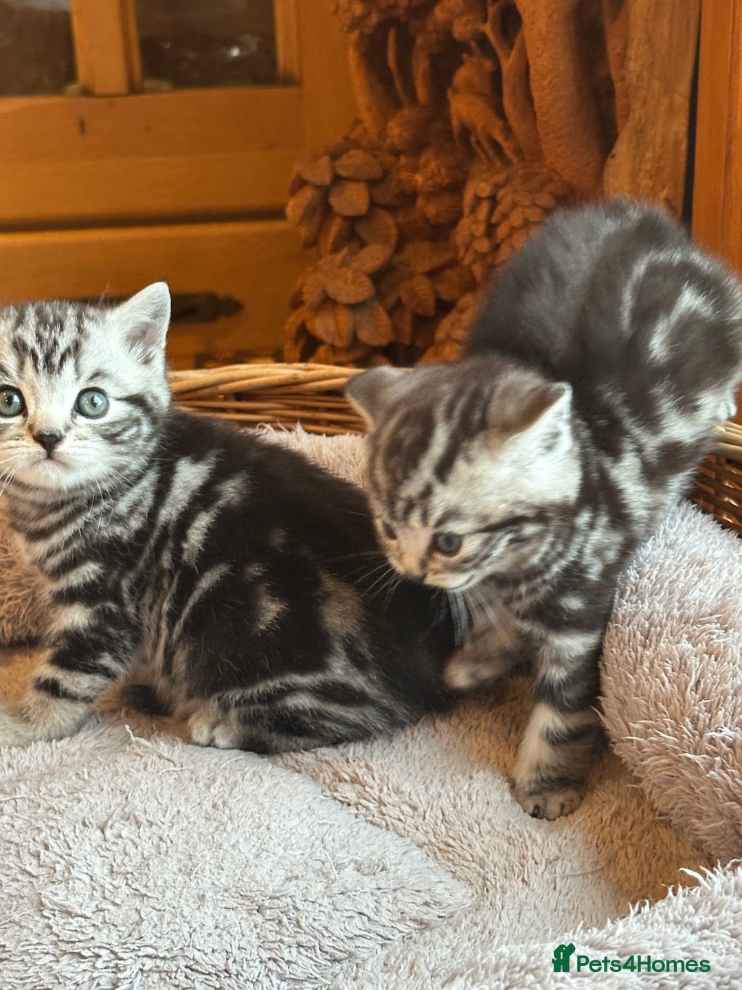 British Shorthair cats for sale: Silver Tabby also Brown Spotted Kittens - Image 9