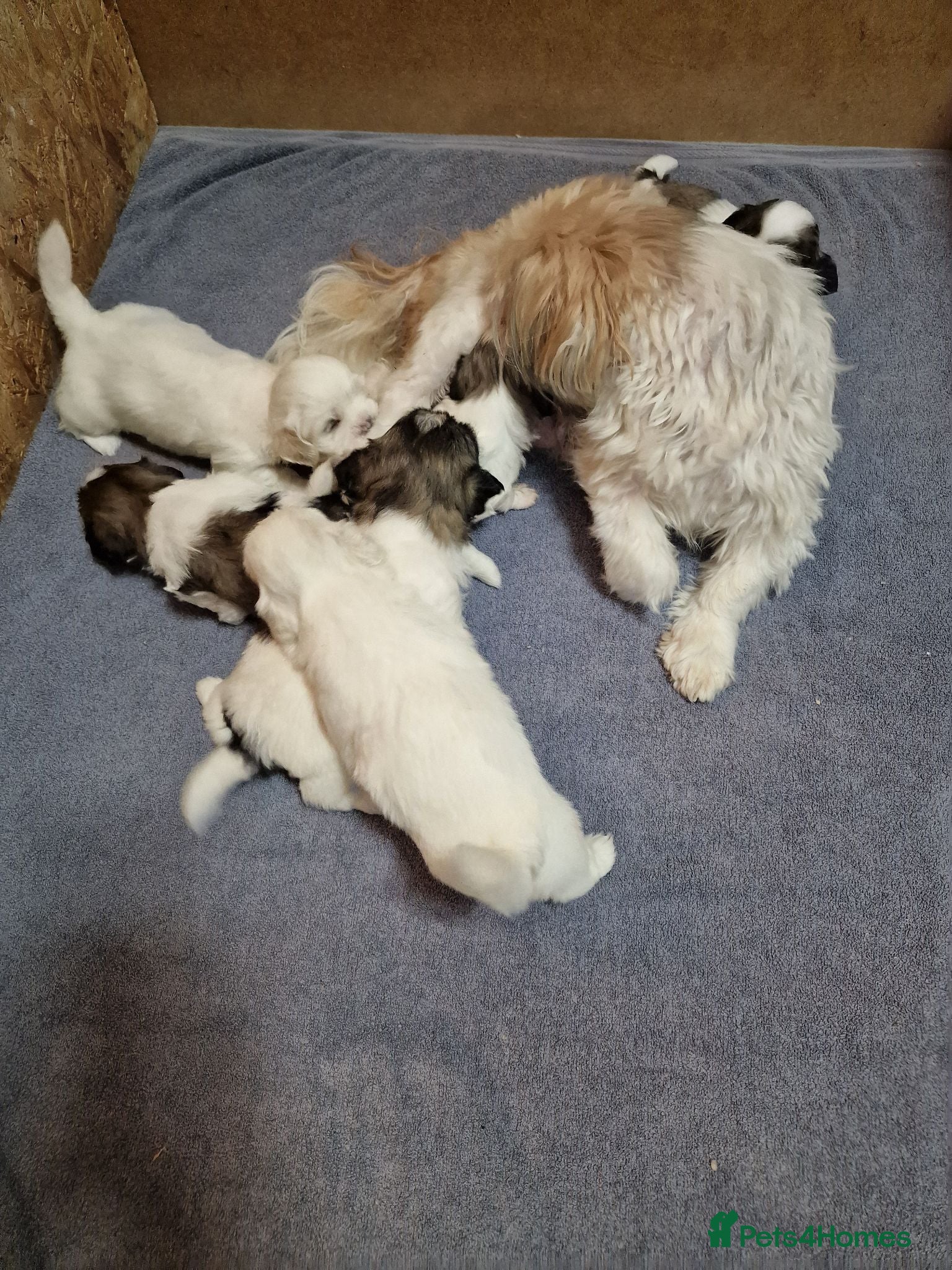 Shih Tzu dogs  beautiful Shih Tzu puppies available - Advert 2
