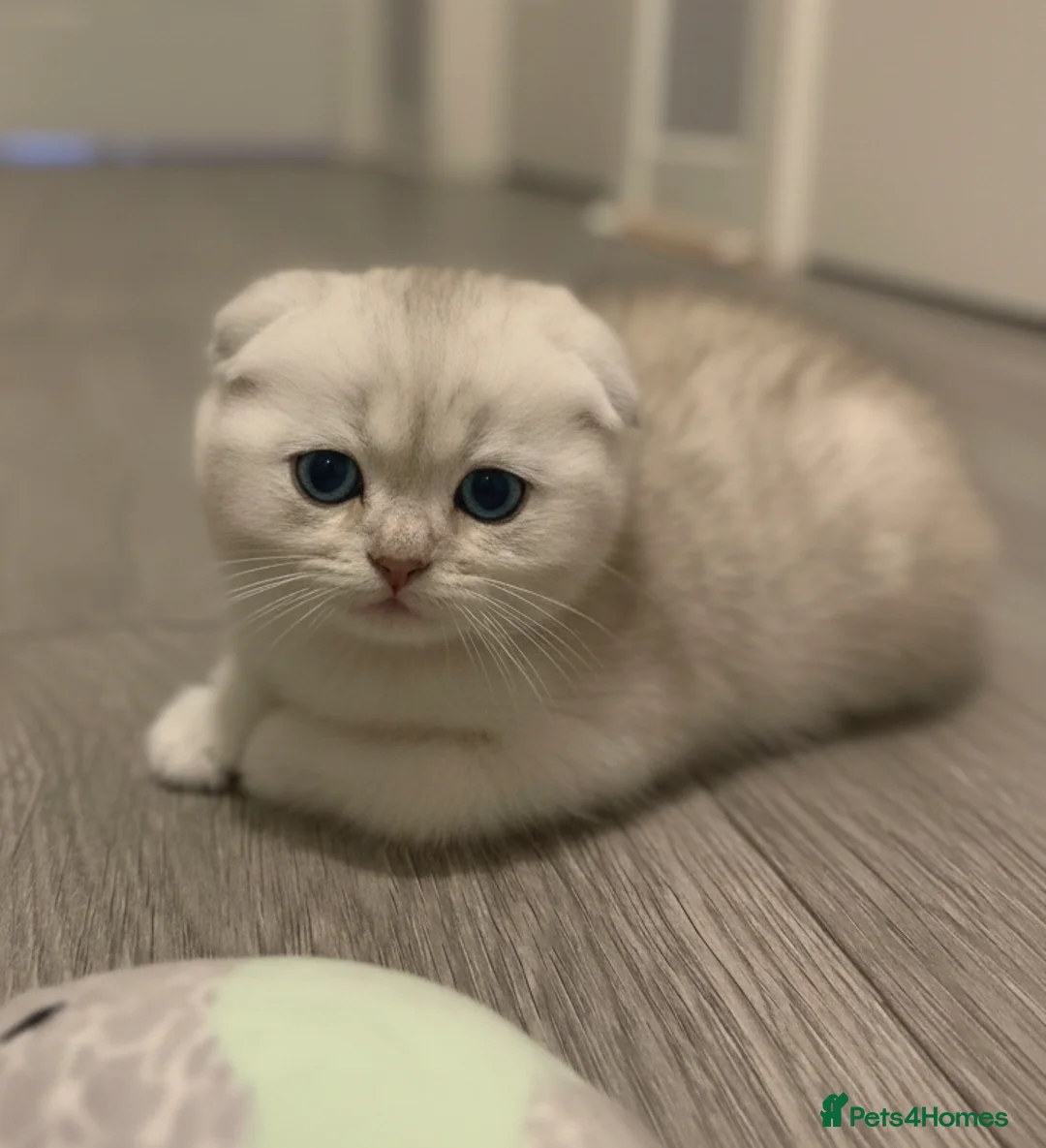 Scottish Fold cats for sale: Adorable Scottish Fold & Straight Kittens - Advert 18