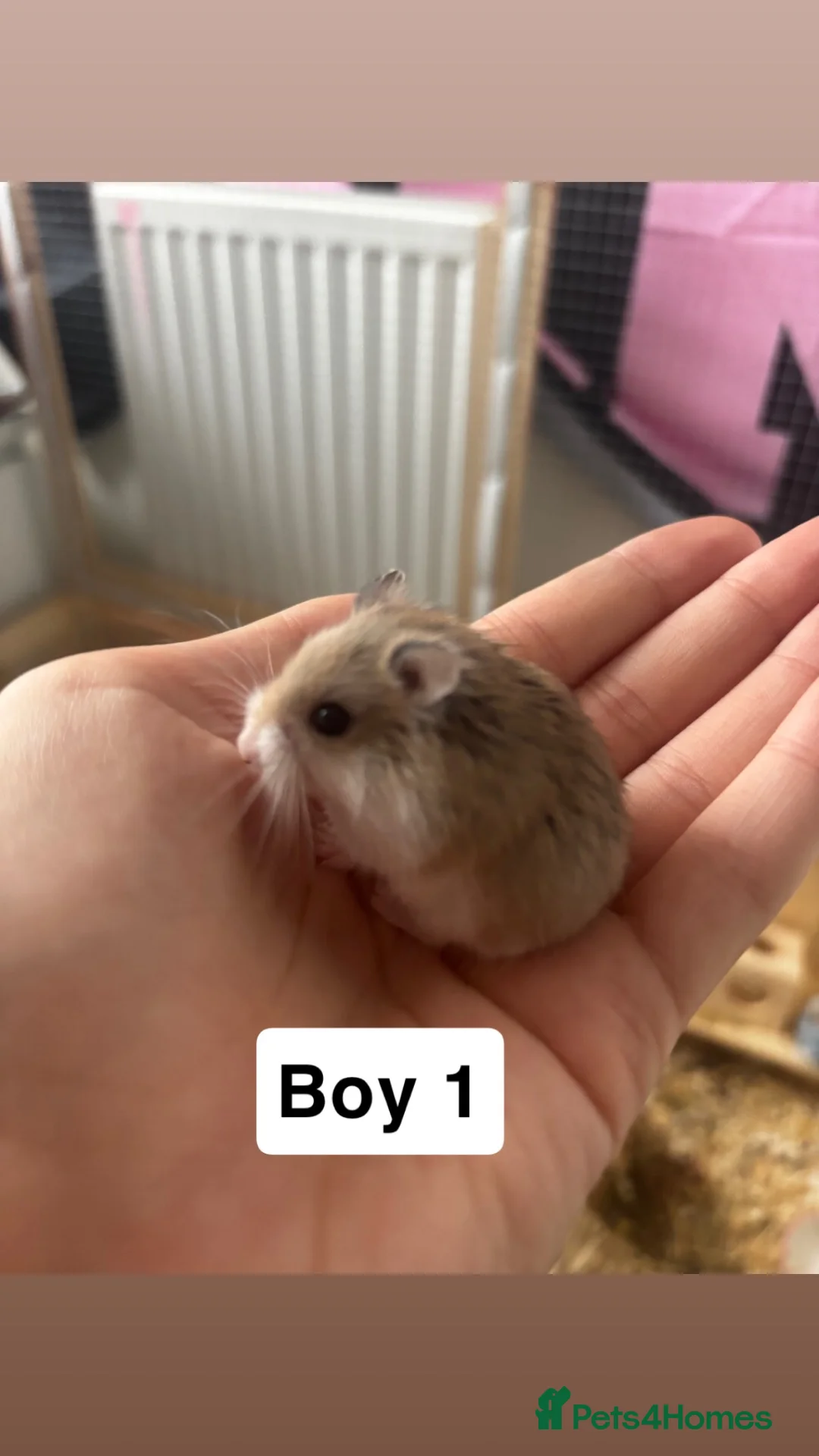 Hamster rodents for sale: 3 baby hamsters for sale (4 weeks old) - Advert 3