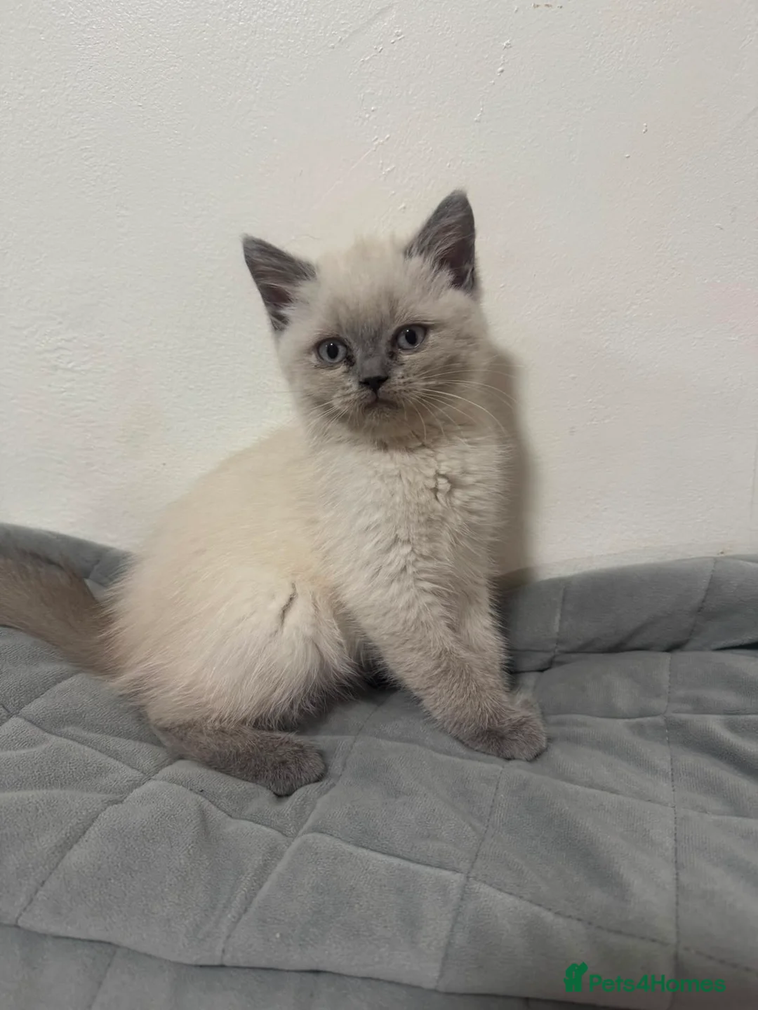 Scottish Fold cats for sale: Persian/Scottish fold  - Advert 19