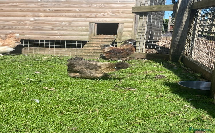Chickens poultry - Advert 2