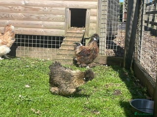 Chickens poultry - Advert 25