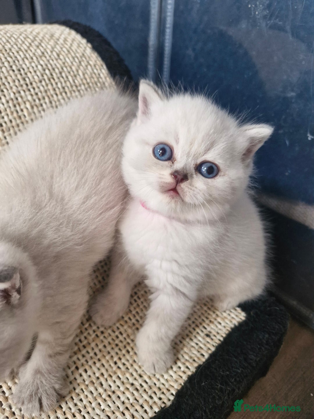 British Shorthair cats for sale: Pedigree British shorthair, longhair, blue, lilac - Image 4