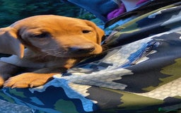 Mixed Breed dogs for sale: Hungarian Vizsla - Image 17