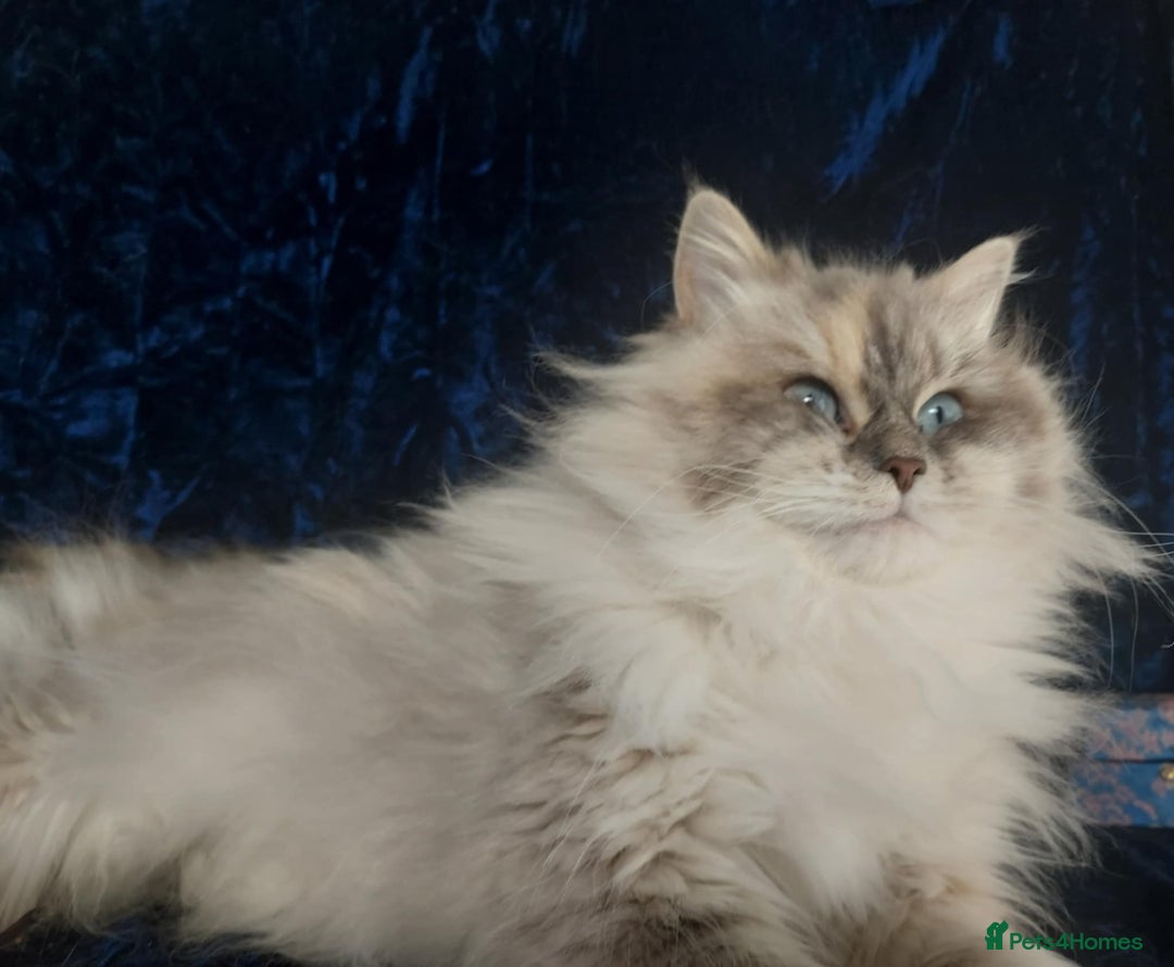 Siberian cats for sale: GCCF Registered Siberian kittens for sale  - Image 20