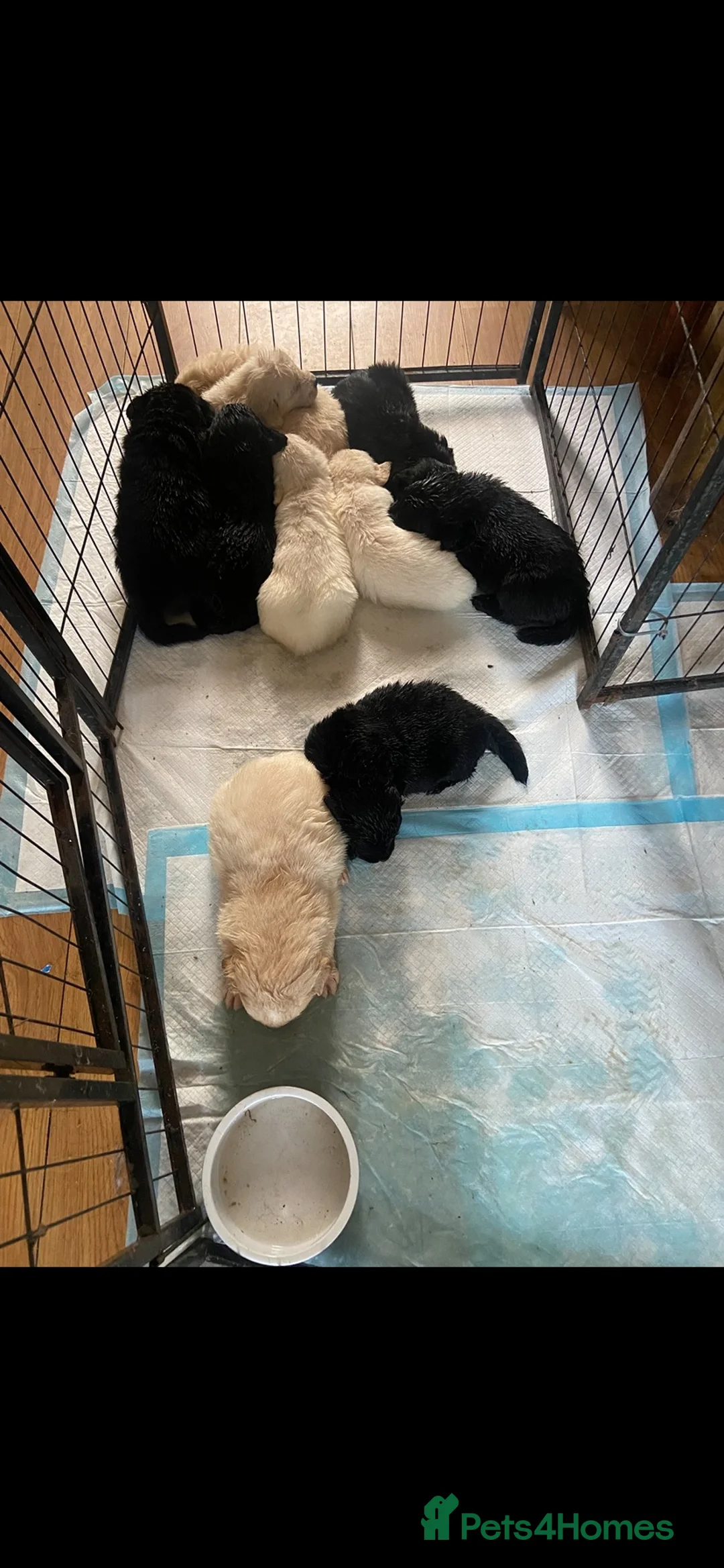 Mixed Breed dogs for sale: 10 splendid Coltriver Puppies ready to bring joy - Advert 5
