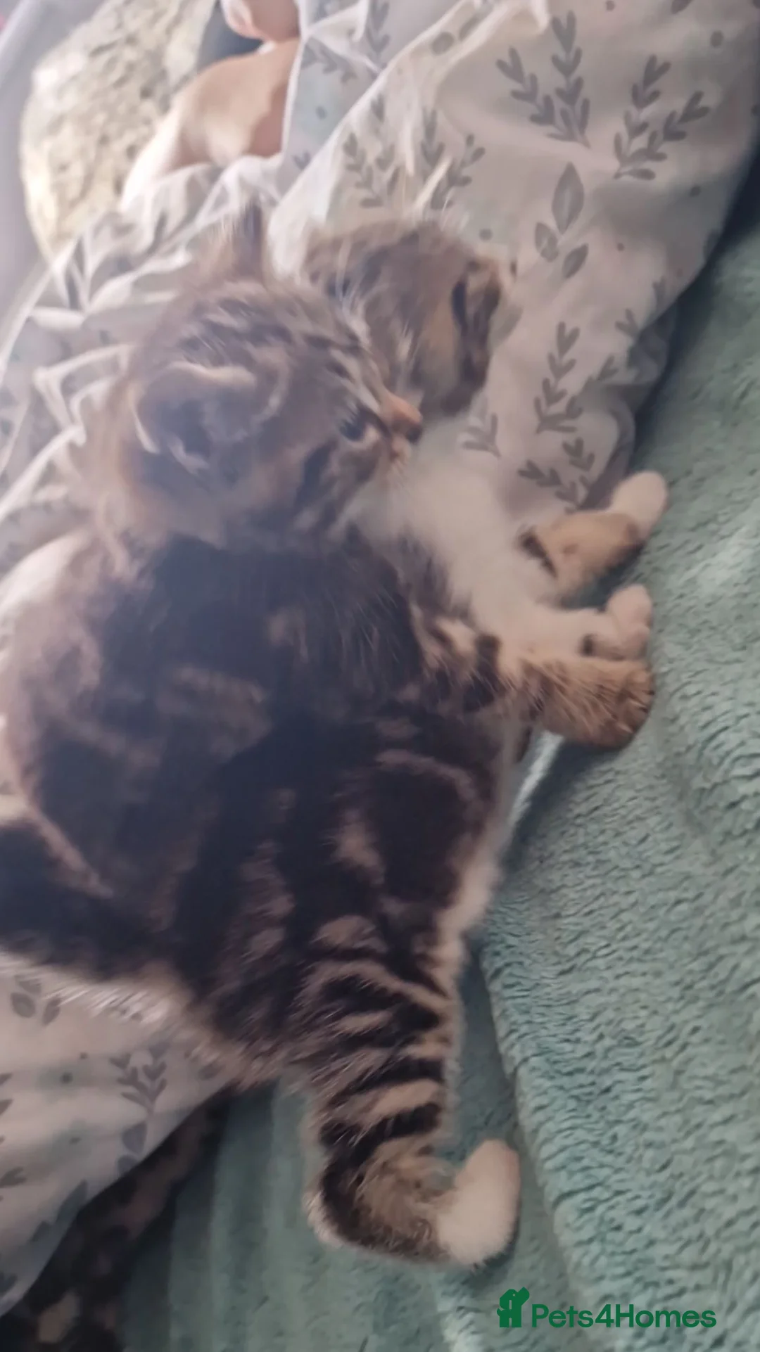 Mixed Breed cats for sale: 4 kittens : 2 male 2 female - Advert 19