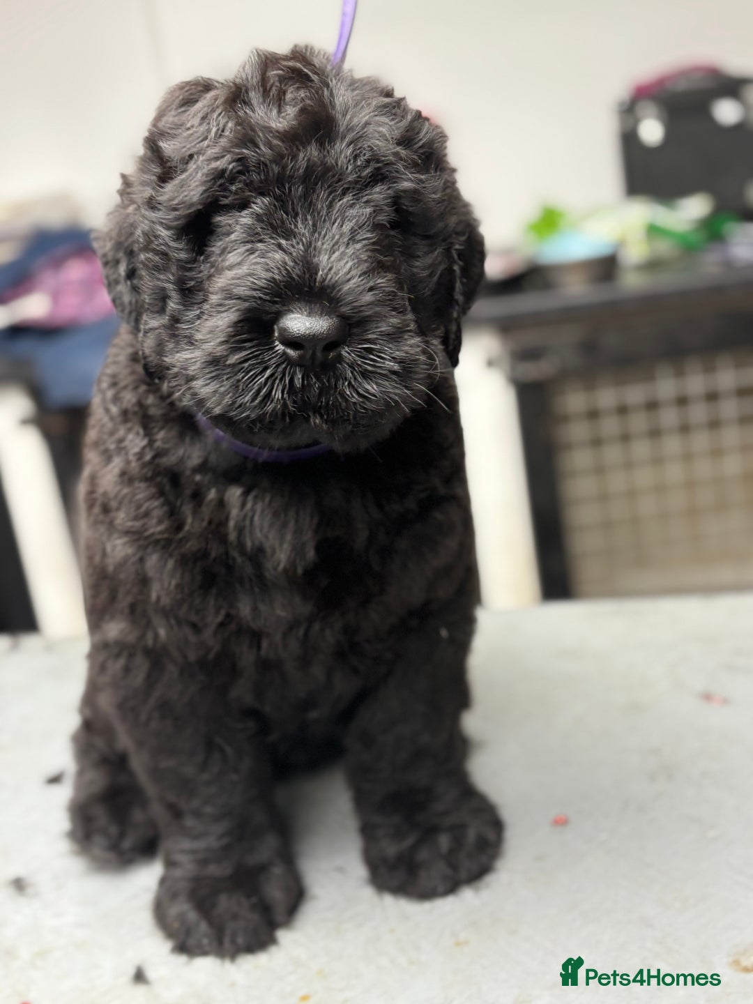 Russian Black Terrier dogs for sale: russian black terrier  in Ballyclare - Image 2