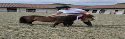 Shetland pony horses for sale: 7yr old Shetland Pony stallion & Coloured Cob colt - Advert 2