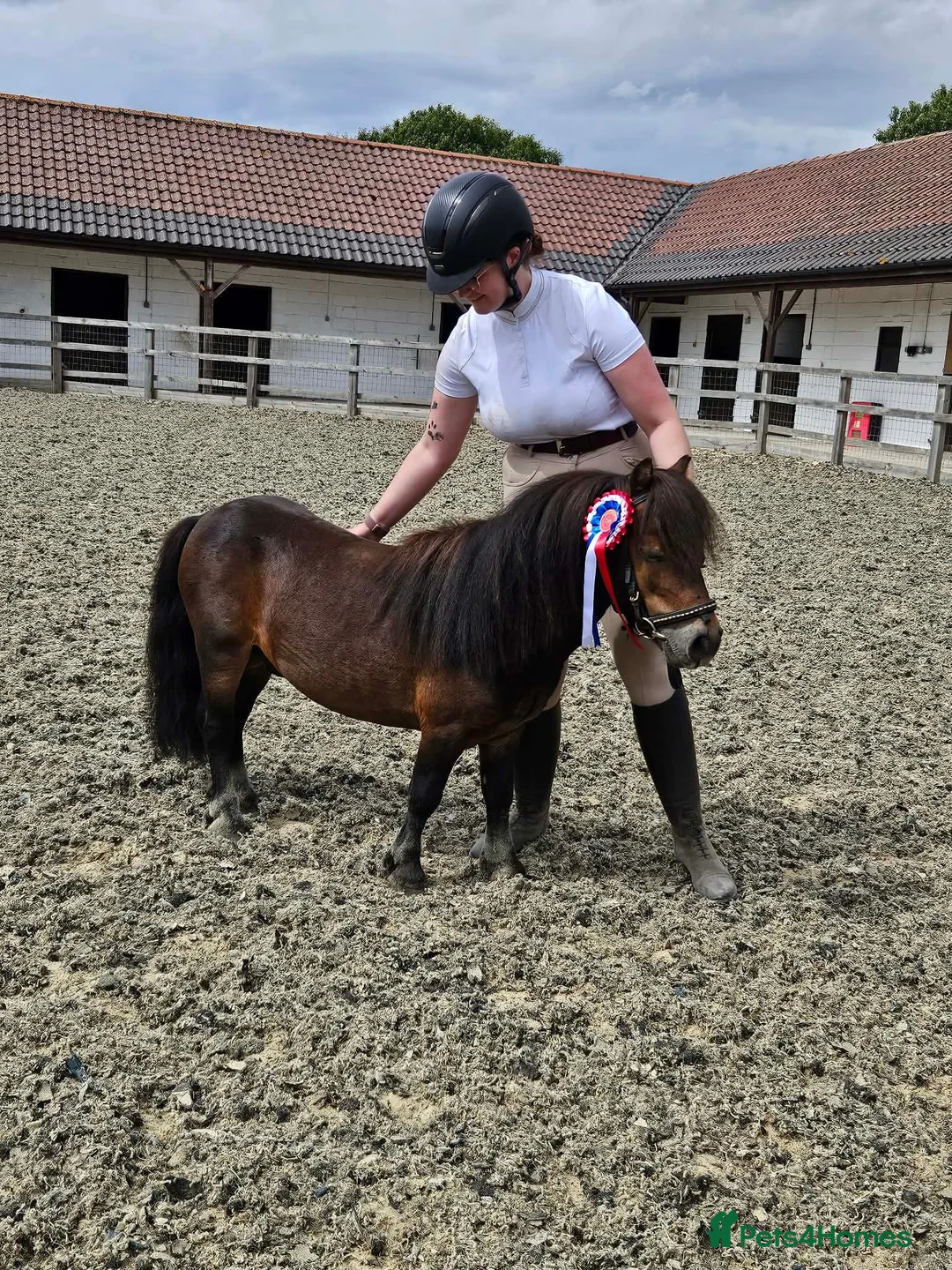 Shetland pony horses for sale: 7yr old Shetland Pony stallion & Coloured Cob colt - Advert 2