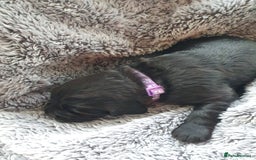 Cocker Spaniel dogs for sale: K.C. Registered cocker spaniel puppies - Image 5