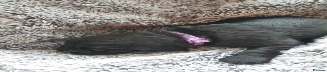 Cocker Spaniel Puppy 1