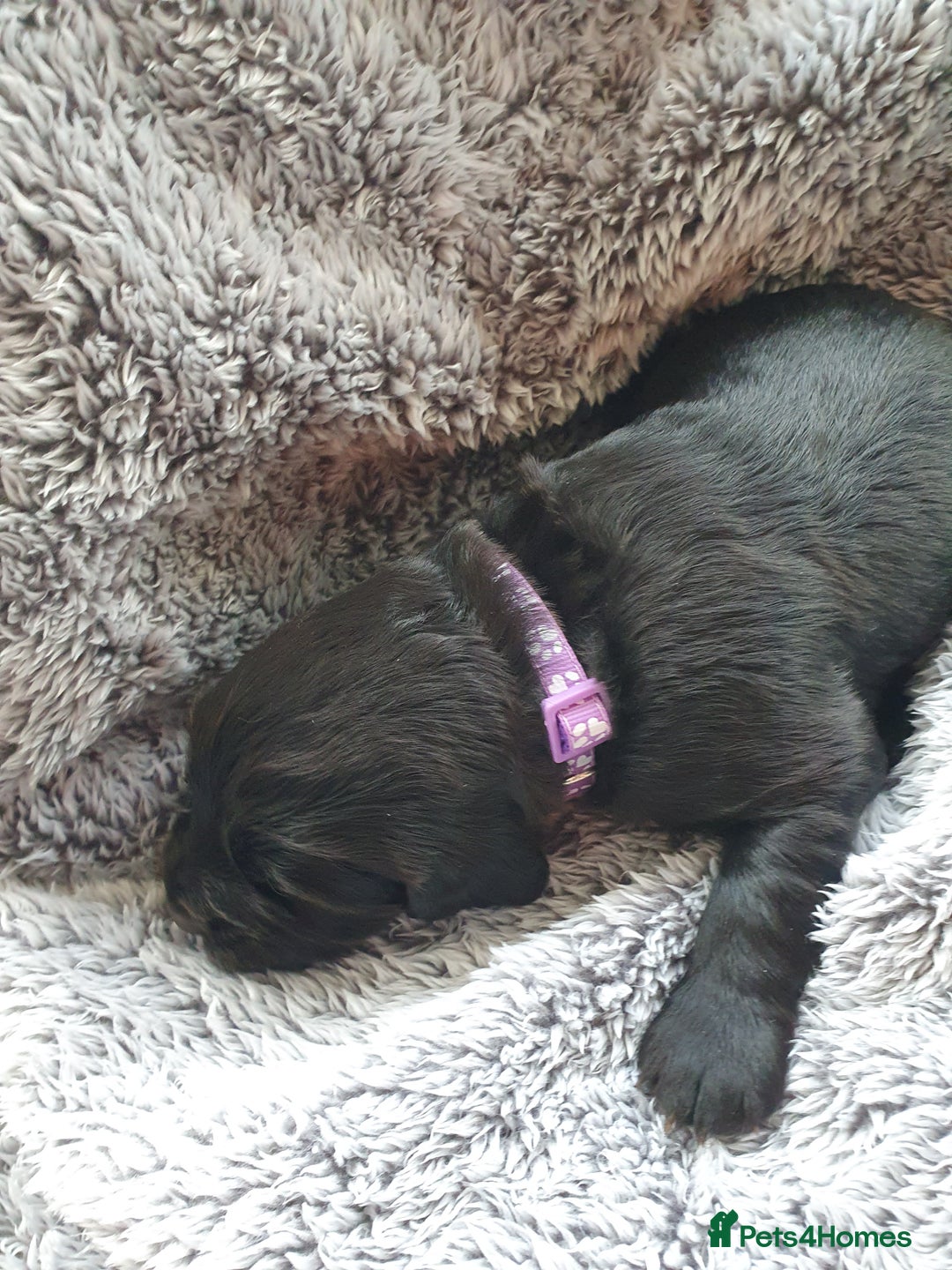 Cocker Spaniel dogs for sale: K.C. Registered cocker spaniel puppies - Image 5