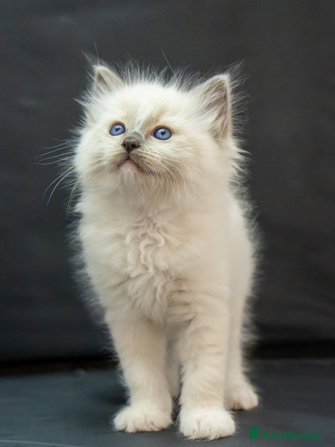 Ragdoll cats for sale: Beautiful ragdoll kittens  - Image 2