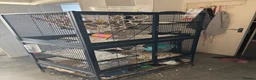 Rat rodents for sale: 2 lovely rats for sale in Farnham - Advert 2
