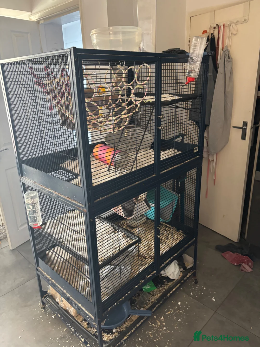 Rat rodents for sale: 2 lovely rats for sale in Farnham - Advert 2