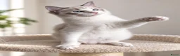 Ragdoll cats for sale: 🐾 Beautiful Ragdoll Kittens for Sale 🐾 - Advert 8