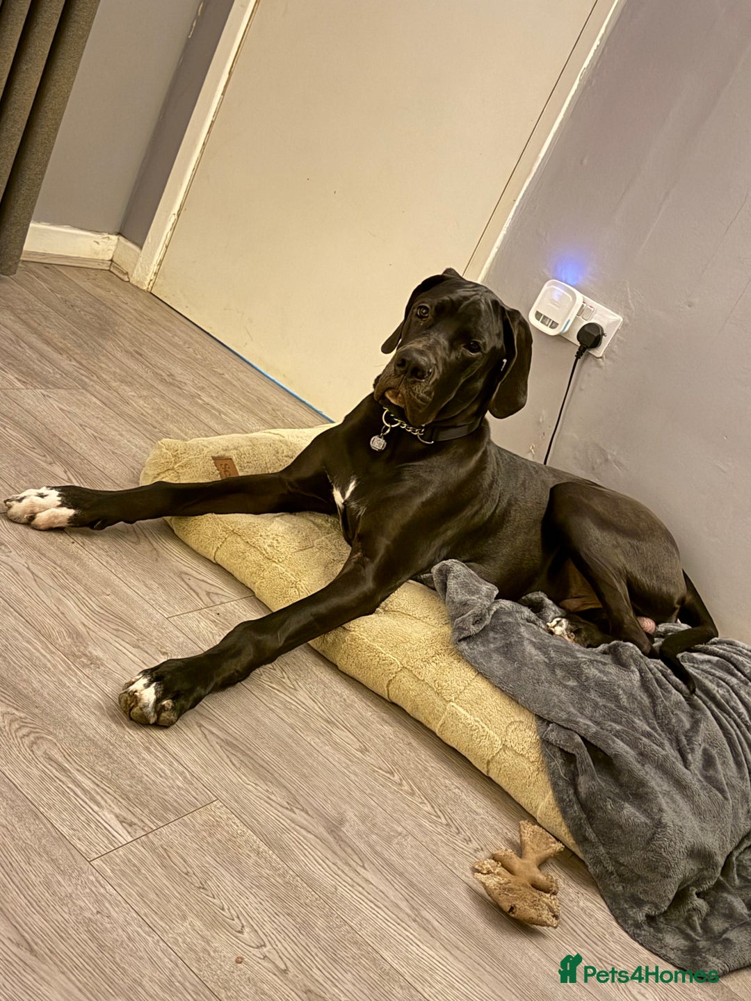 Great Dane dogs for sale: 8 Month Old Great Dane - Advert 5