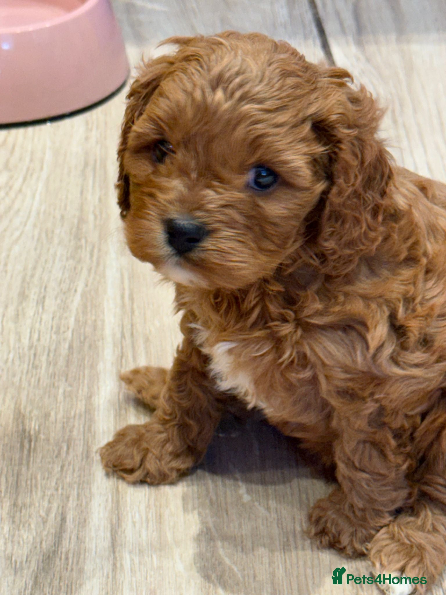 Cavapoo dogs F1 cavapoo 3 girls  1 boy health tested - Advert 1