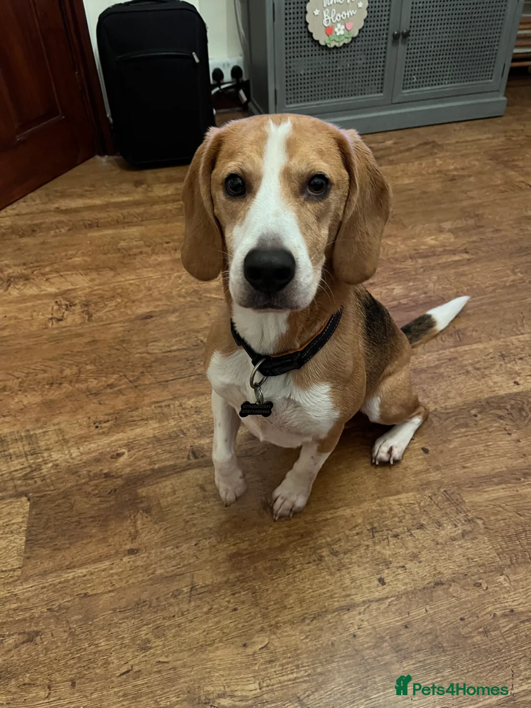 Beagle dogs for sale: Beagle for rehoming  - Advert 1