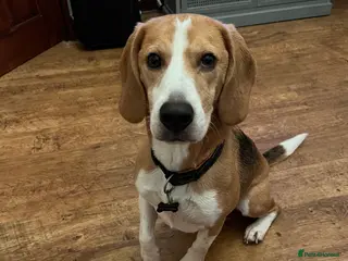 Beagle dogs Beagle for rehoming - Advert 2