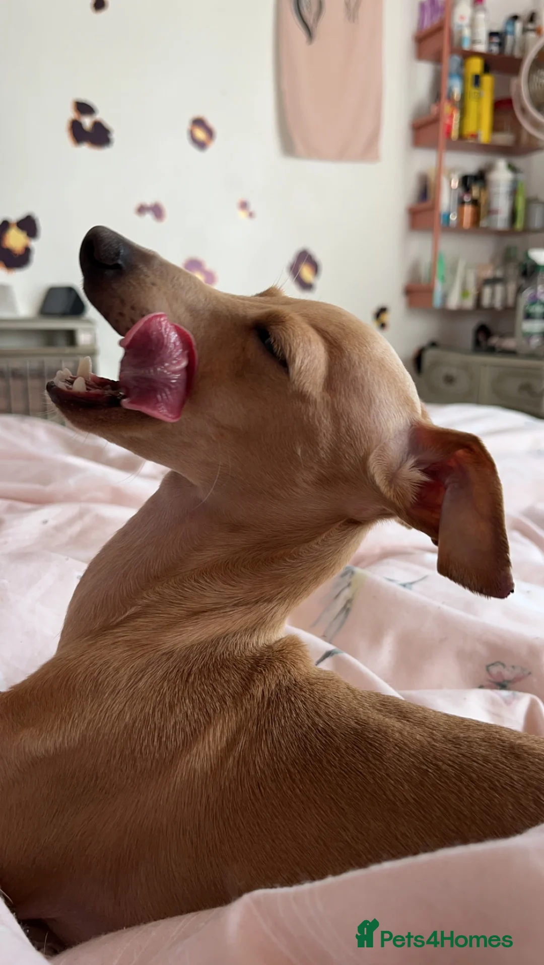 Italian Greyhound dogs for stud: Tiny stud with HUGE personality - Advert 23