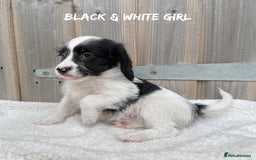 Mixed Breed dogs for sale: 🤎 BABY POOGLES (beagleXminiature poodle)🤎 in Rhayader - Image 18
