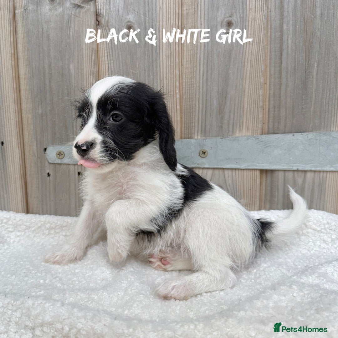 Mixed Breed dogs for sale: 🤎 BABY POOGLES (beagleXminiature poodle)🤎 in Rhayader - Image 18