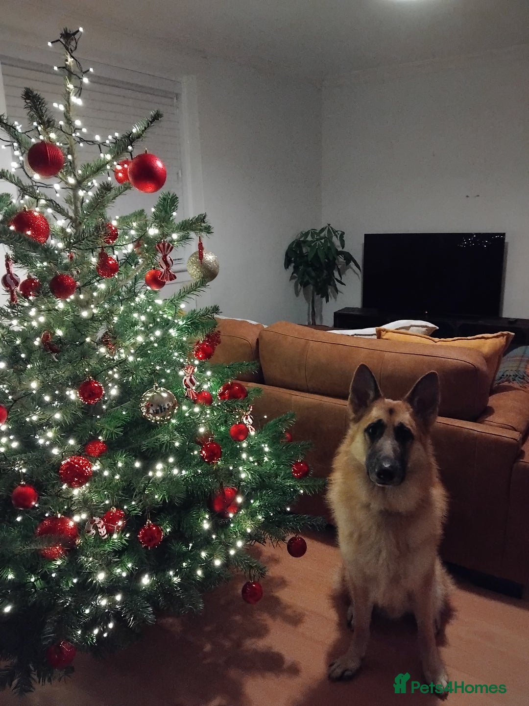 German Shepherd dogs for stud: Ragnar the German Shepherd stud - Advert 7