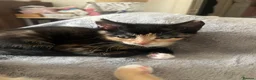 Mixed Breed cats for sale: 3 kittens for sale  - Advert 10