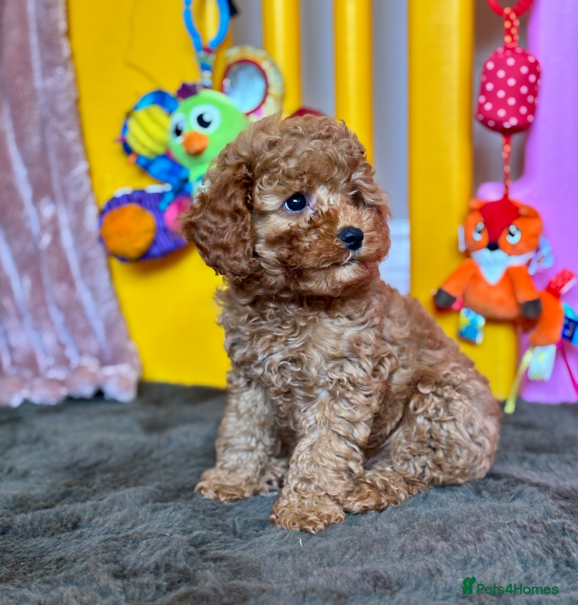 Cavapoo dogs Adorable teddy bear toy cavapoo health checked - Advert 2