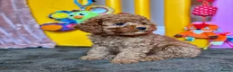 Cavapoo dogs for sale: Adorable teddy bear toy cavapoo health checked - Advert 3
